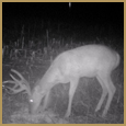 2012 C and S Trailcam Pic