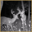 2012 C and S Trailcam Pic