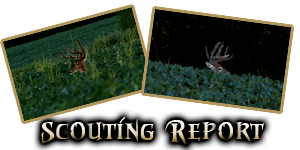 scouting report