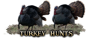 turkey hunts