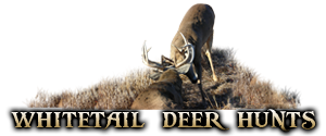 whitetail deer hunts